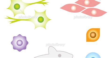 100以上 細胞 イラスト フリー