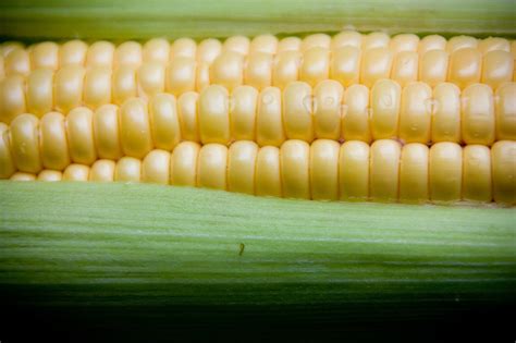 100+ Free Sweetcorn & Corn Images - Pixabay