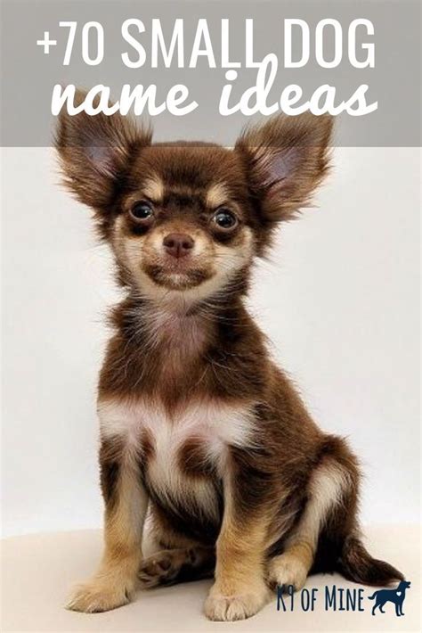 100+ Small Dog Names: Petite Ideas for Cute & Tiny Dogs