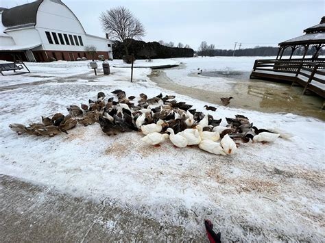 100+ domestic ducks to be rescued in Smithville, OH