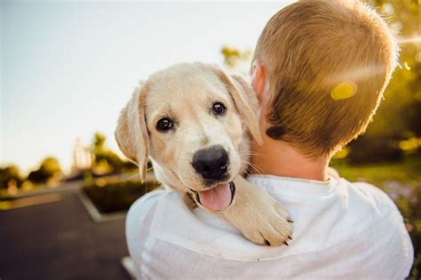 100+ populära spanska hundnamn och deras betydelse