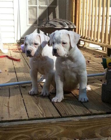 100 Johnson American Bulldog Puppies For Sale