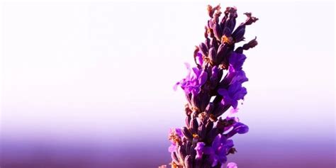 100 Lavender Quotes to Help Clear Your Mind - Quote Ambition