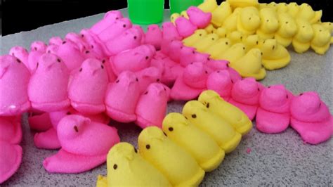 100 Peeps & Puns ideas peeps, marshmallow peeps, bones funny - Pinterest