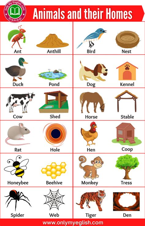 100 Animals And Their Homes Animals Home Name Animals And Their House - Animals And Their House
