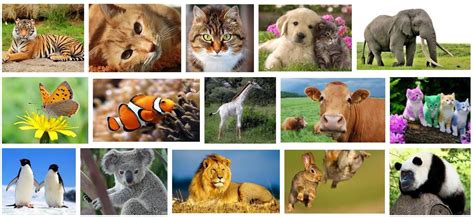 100 gambar hewan