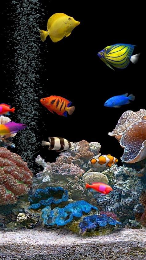 100 Live Fish Wallpapers Wallpapers Com Animated Fish Wallpapers - Animated Fish Wallpapers