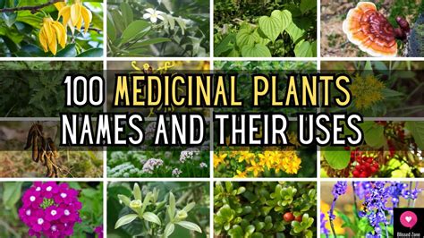 100 medicinal plants and their uses. Things To Know About 100 medicinal plants and their uses. 