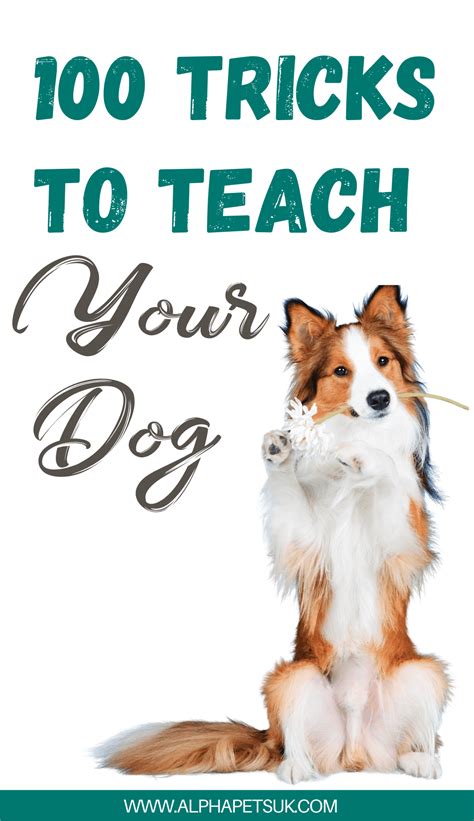 100 tricks to teach your dog