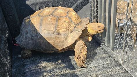 100-year-old African tortoise reunited with family after being rescued from canal, officials say
