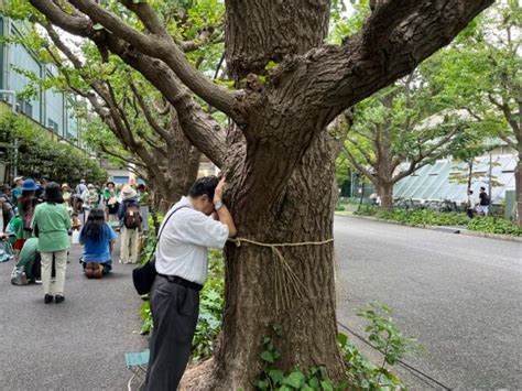 100-year-old ginkgo trees could get the axe under disputed plan for Tokyo’s Jingu Gaien park