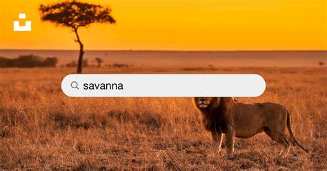 1000+ Savanna Pictures | Download Free Images on Unsplash - raincitystudios.com