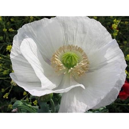 1000 Papaver Somniferum Persian White Poppy Seeds - eBay