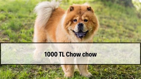1000 tl chow chow
