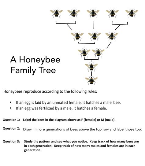 1001 Math Problems Honeybee Family Tree Math Family Tree - Math Family Tree