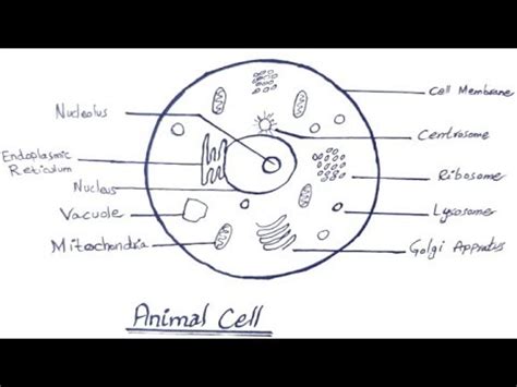 101 Diagramss of Animal Cell 101 Diagrams