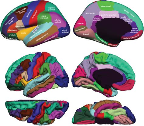 101 labeled brain images and a consistent human cortical labeling …