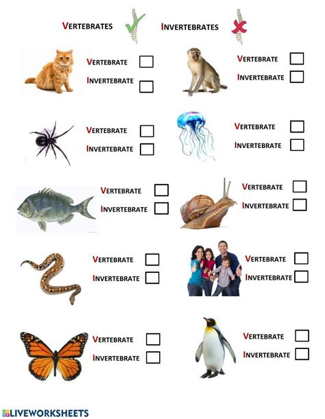 103 Top Vertebrates And Invertebrates Worksheets Teaching Twinkl Vertebrate And Invertebrate Worksheet - Vertebrate And Invertebrate Worksheet