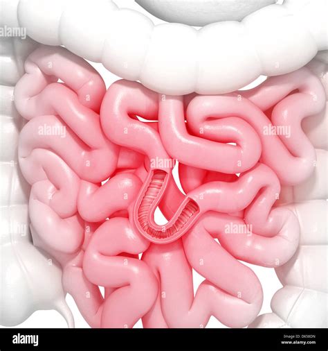 104,424 Intestines Images, Stock Photos & Vectors Shutterstock