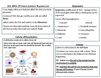 104 Cell Differentiation Answer Key