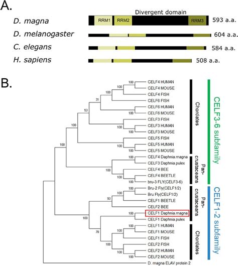 10658 - Gene ResultCELF1 CUGBP Elav-like family member 1