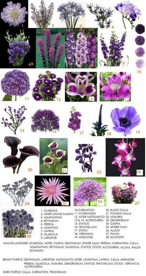 109 Purple Flower Names Growing Tips Balcony Garden Purple Bulb Flowers Spring - Purple Bulb Flowers Spring