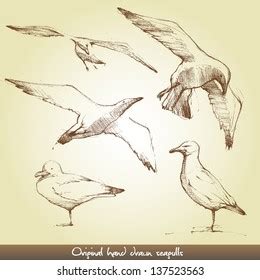 11,503 Seagull Drawing Stock Vectors, Images & Vector Art