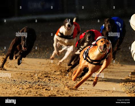 11:46 Romford - 15th April 2024 - Greyhound Racing - Sporting Life