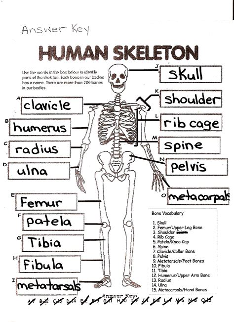 11+ Chapter 5 Skeletal System Worksheet Answers VickieMusa