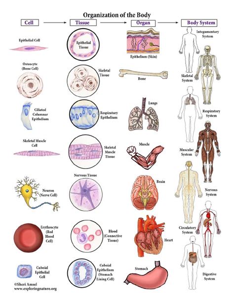 11 1a Cells And Organs Of The Immune Immune System Worksheet Elementary - Immune System Worksheet Elementary
