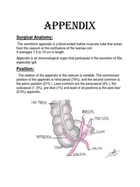 11 APPENDIX PDF Abdomen Medical Specialties