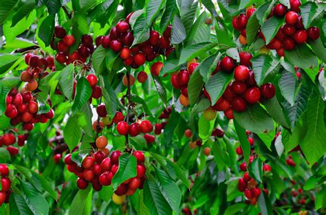 11 Best Dwarf Fruit Trees for Small Gardens - Tiny Tree … - raincitystudios.com