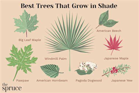11 Best Trees That Grow in Shade for Years - The Spruce - raincitystudios.com