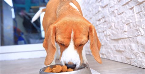 11 Best Dog Foods for IBD in 2024 – Reviews & Top Picks