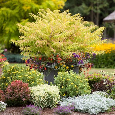 11 Best Landscaping Shrubs to Grow in Your Yard