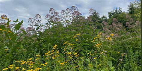 11 Best Native Plants for Your Cincinnati Garden - Lawn Love