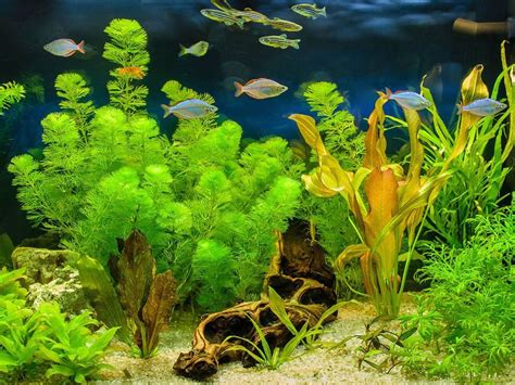 11 Best Plants For Small Aquarium (With Photos)