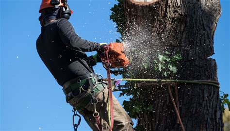 11 Best Tree Care Services in Longmont, CO Tree Removal