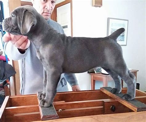 11 Cane Corso Puppies For Sale In Massachusetts