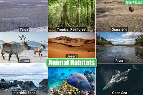 11 Different Types of Ocean Habitats - raincitystudios.com