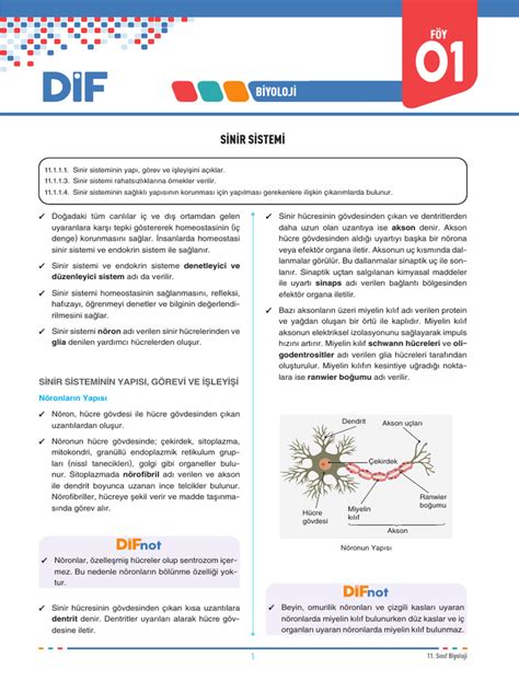 11 Di̇f Bi̇yoloji̇ PDF Scribd.