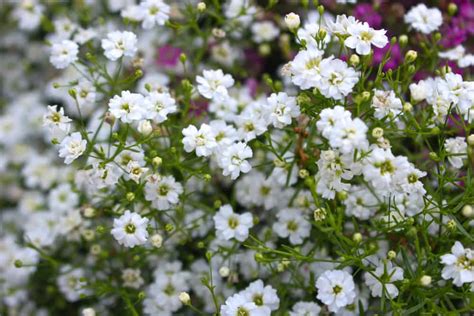 11 Different Types of Baby’s Breath Flowers - Home …