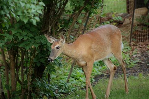 11 Easy Noises & Sounds To Scare Deer Away For Good