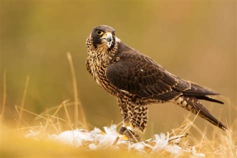 11 Extraordinary Saker Falcon Facts - Fact Animal