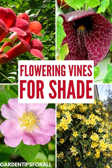 11 Flowering Vines that Grow in the Shade - Garden … - raincitystudios.com