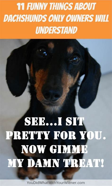 11 Funny Things About Dachshunds Only Owners Will Understand