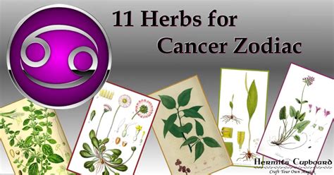 11 Herbs for Cancer Zodiac Hermits