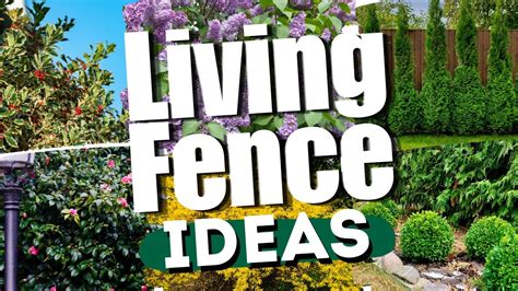 11 Living Fence Ideas - Gecko Green - raincitystudios.com