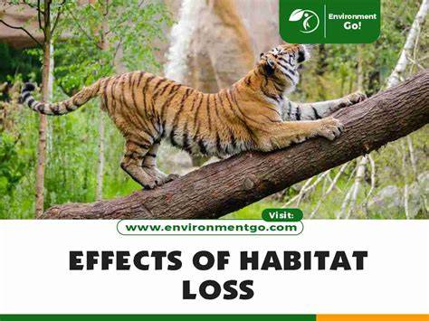 11 Major Effects of Habitat Loss - Environment Go! - raincitystudios.com