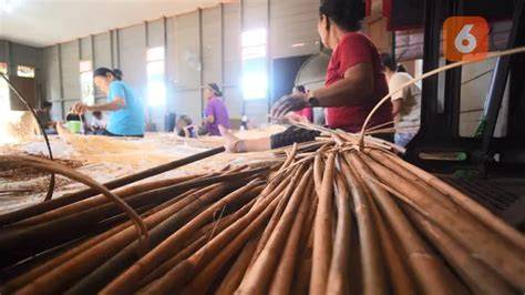 11 Manfaat Rotan Bagi Kehidupan - raincitystudios.com